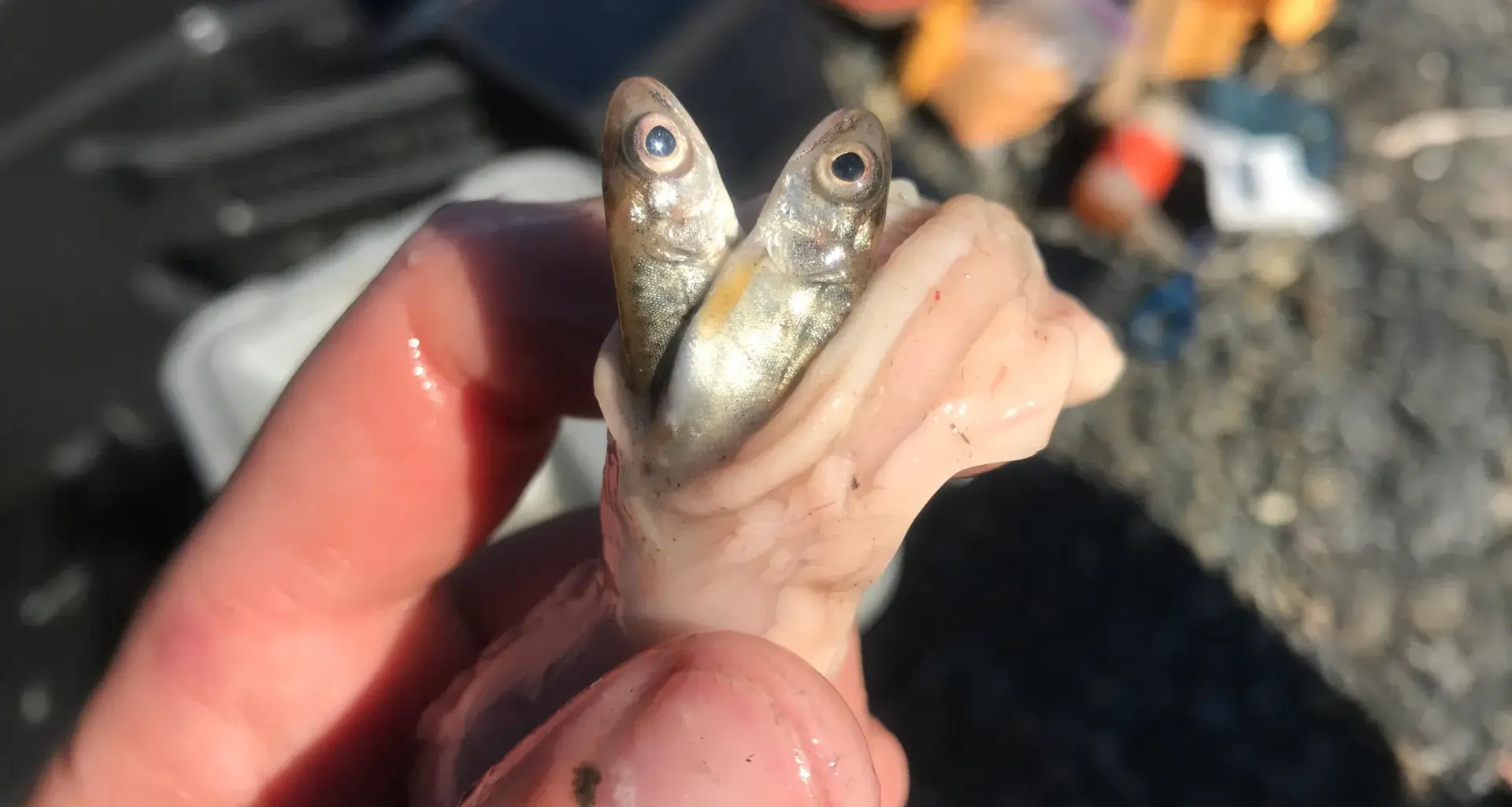 Warming waters are supercharging an invasive salmon predator in Alaska