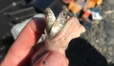 Warming waters are supercharging an invasive salmon predator in Alaska