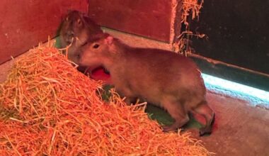Marwell Zoo "not giving up" on finding escaped capybara