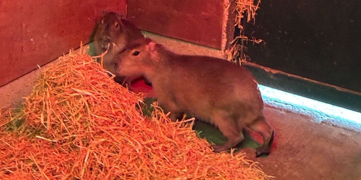 Marwell Zoo "not giving up" on finding escaped capybara