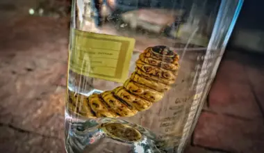 Mezcal worm in a bottle DNA test reveals a surprise