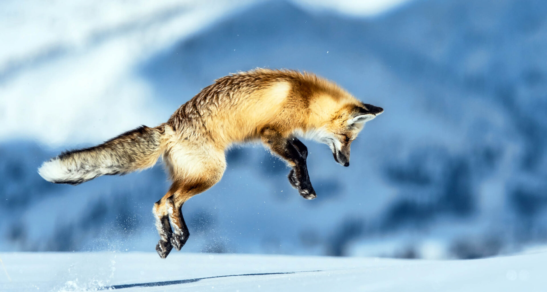 Mid-size carnivores have very selective scavenging strategies