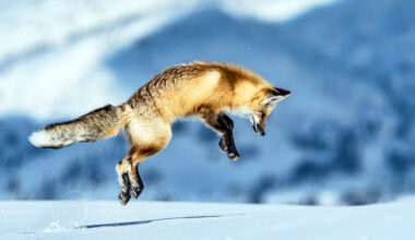 Mid-size carnivores have very selective scavenging strategies