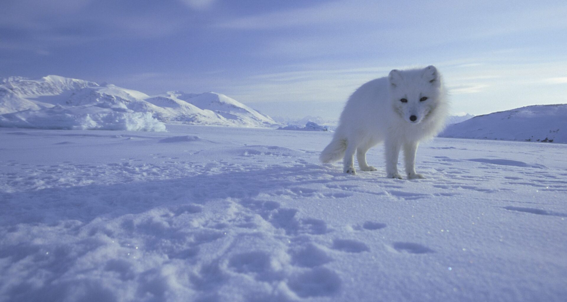 Legendary wildlife cameraman and photographer Doug Allan dies while trekking in Nepal aged 74