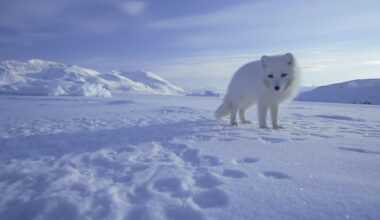 Legendary wildlife cameraman and photographer Doug Allan dies while trekking in Nepal aged 74