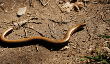 New Species Of Legless Lizard Discovered In Taiwan, Finally Solving A Century Old Mystery