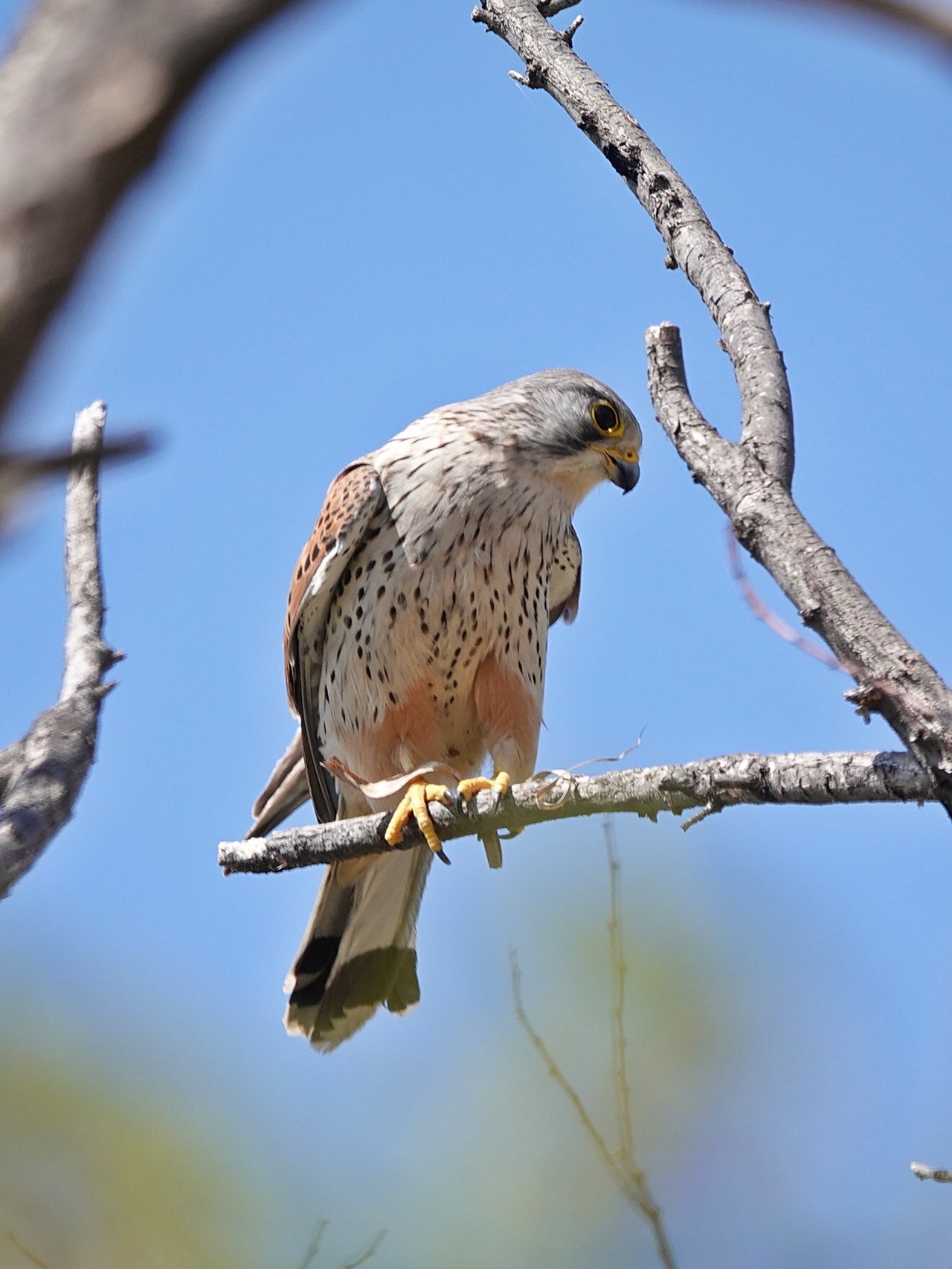 A kestrel is observed at the Han River. (Seoul Metropolitan Government)