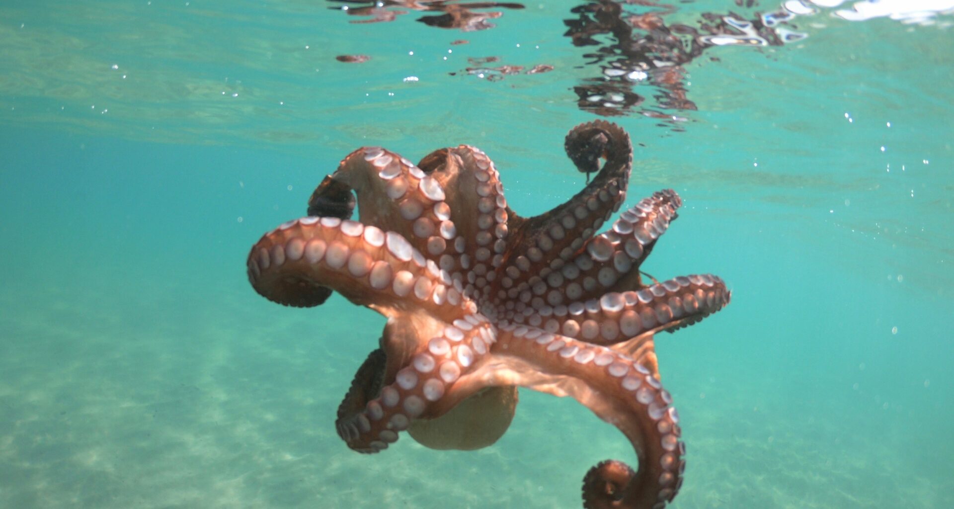 Octopuses find mates using a method no one expected