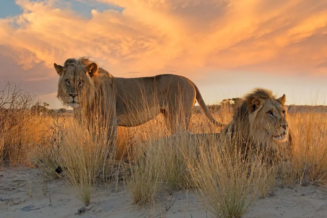 Only One Country Where Lions Hunt in the Ocean—The Images Are Unreal