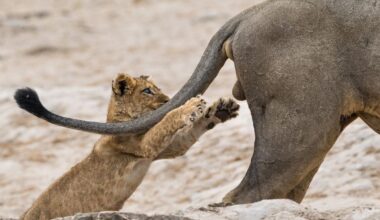 Comedy Wildlife Photography Awards, funny animal photos, wildlife humor, nature photography, animal memes