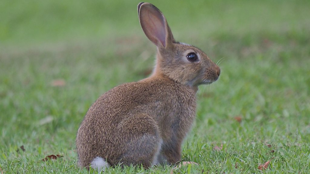 CrowdScience, CrowdScience, Will rabbits become super predators?