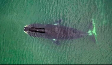 A Protein Found In Whales Could Help Humans Live Up To 200 Years: Study