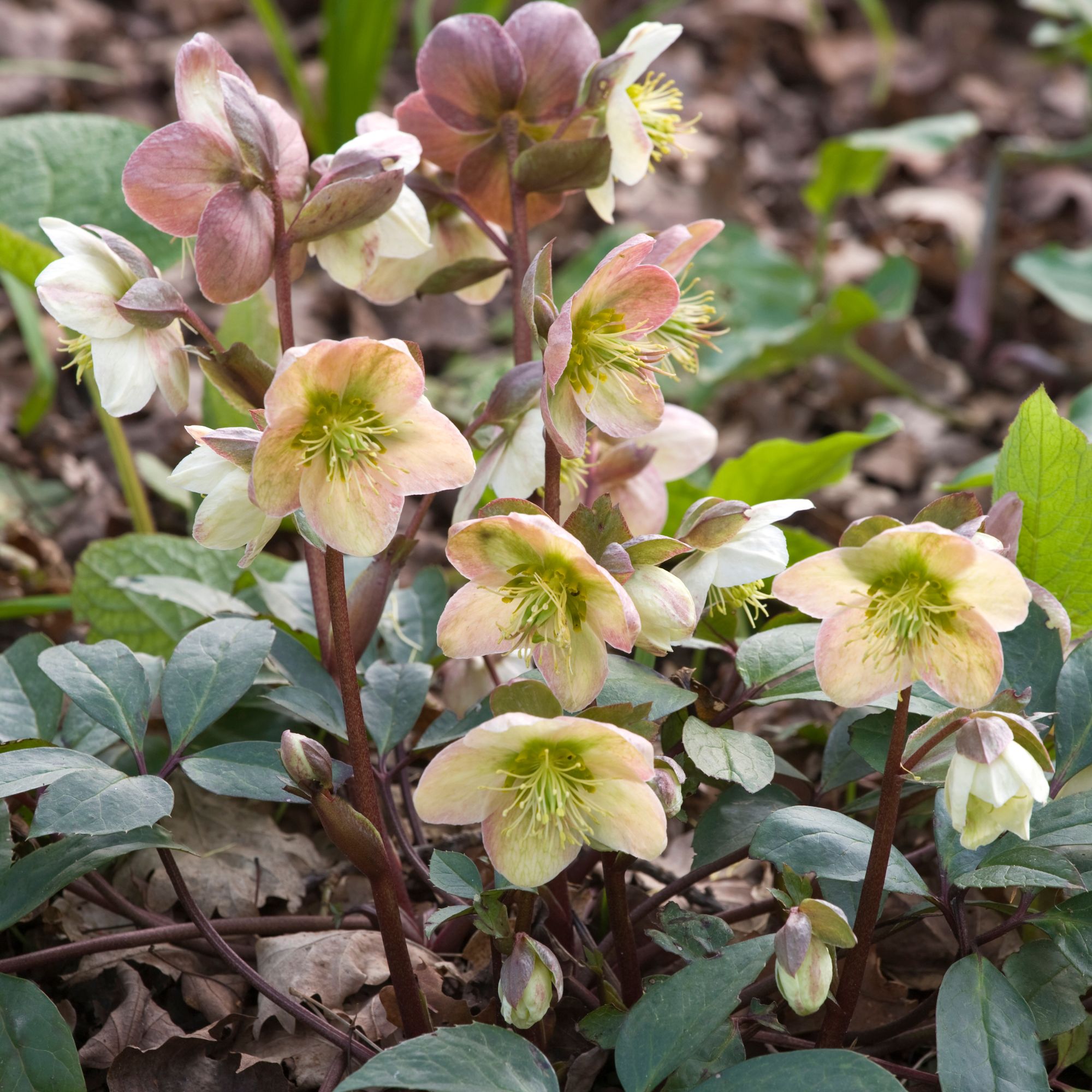 shade-loving hellebore