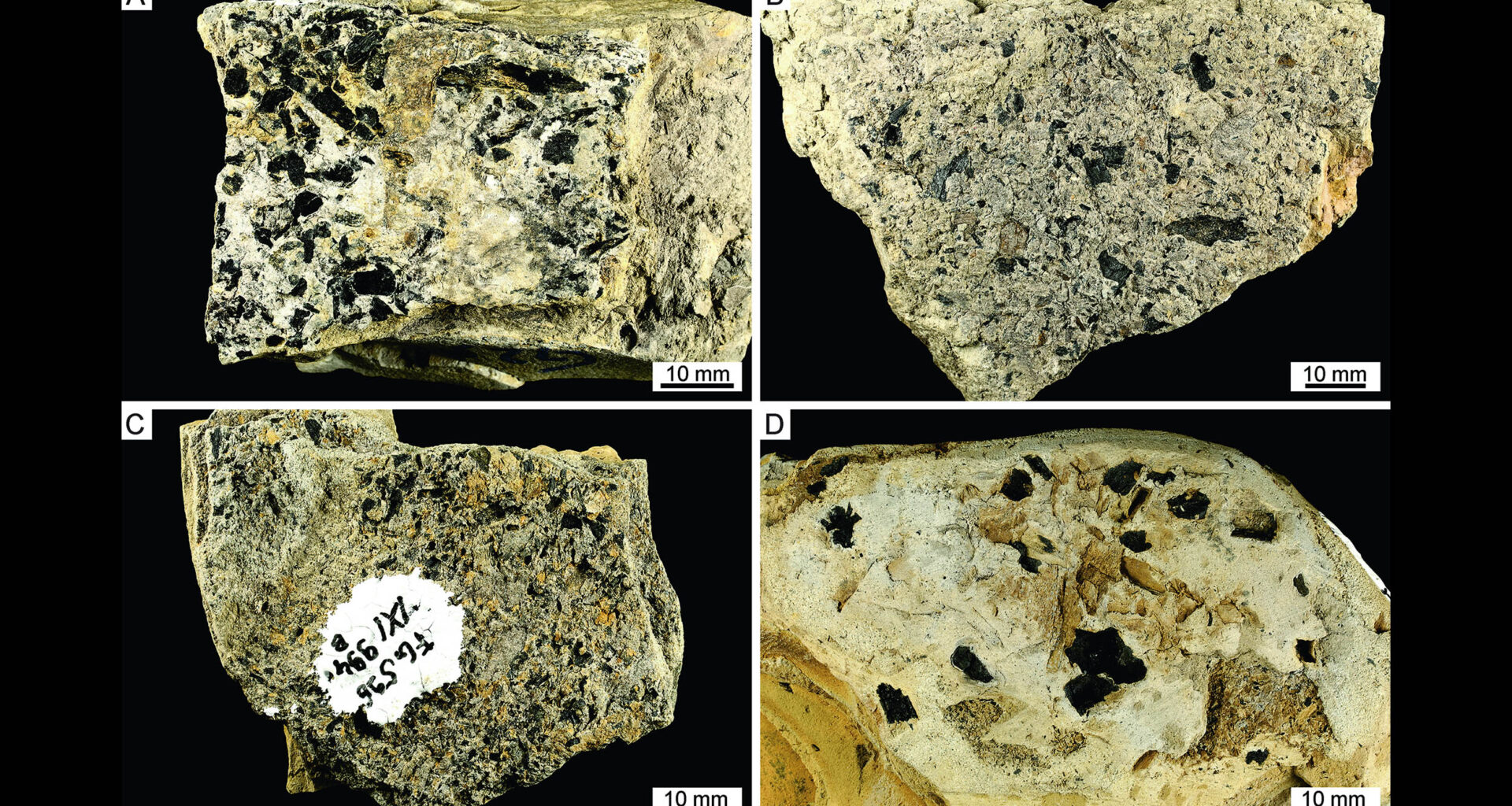 Wildfires were burning Triassic forests over 237 million years ago