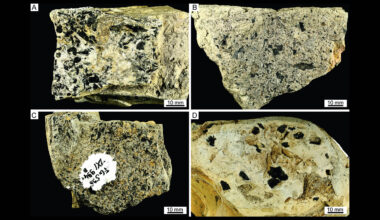 Wildfires were burning Triassic forests over 237 million years ago