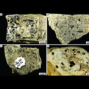 Examples of mudstone samples containing the studied charcoal wood remains. (A) Mudstone sample from Locality 1. (B–D) Mudstone samples from Locality 2. Credit: Review of Palaeobotany and Palynology