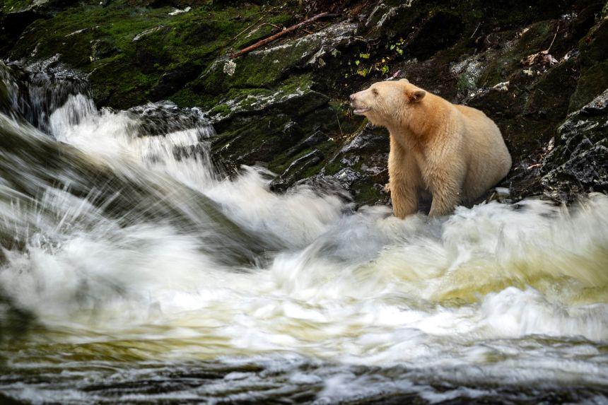 A spirit bear hunts for salmon at a riverbank.