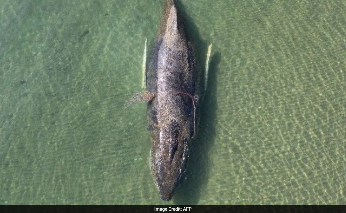 Rescuers Give Up On Humpback Whale Stranded In Baltic Sea