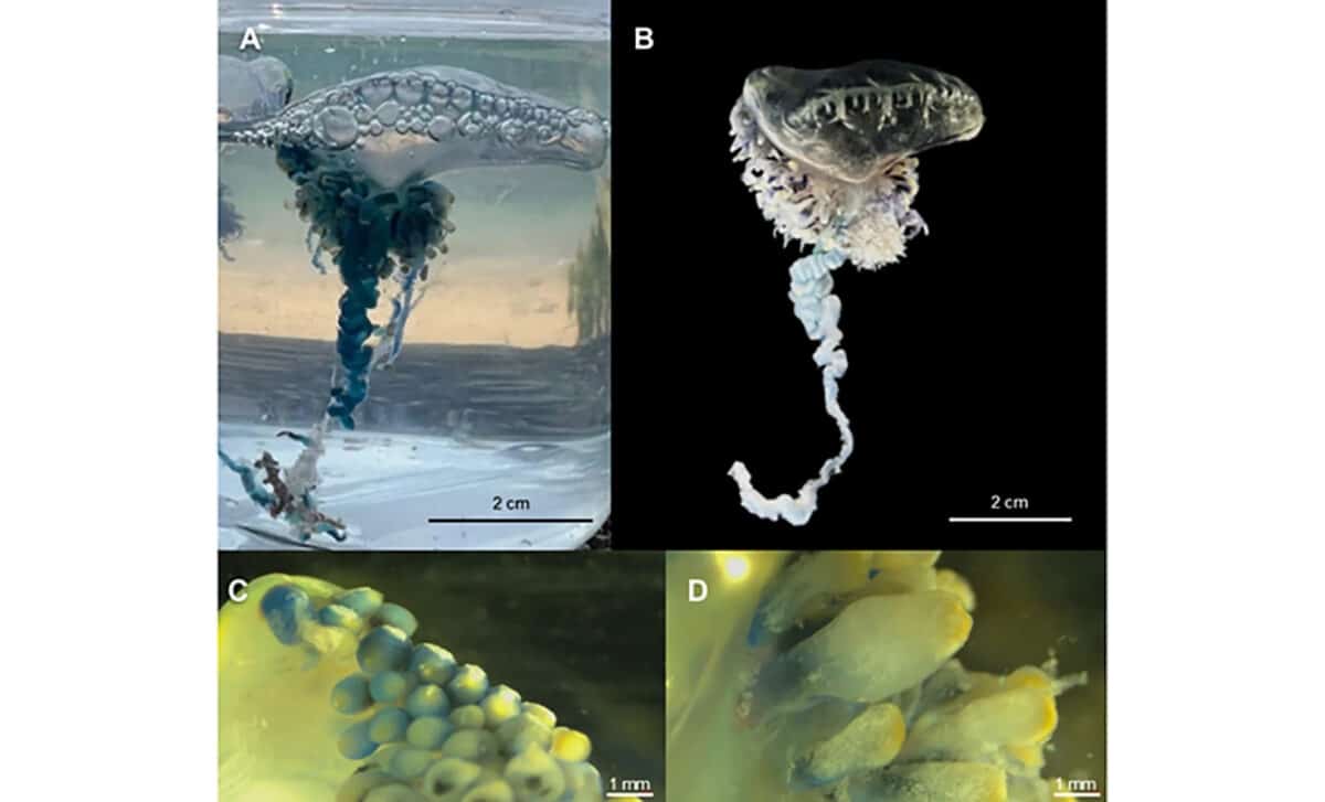 Physalia Utriculus Specimen From Okinawa, Japan