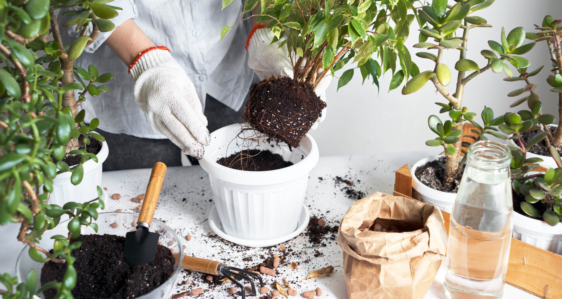 Simple kitchen waste product makes plants grow taller and stronger