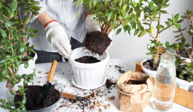 Simple kitchen waste product makes plants grow taller and stronger