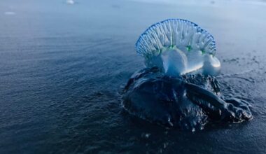 Portuguese Man O War