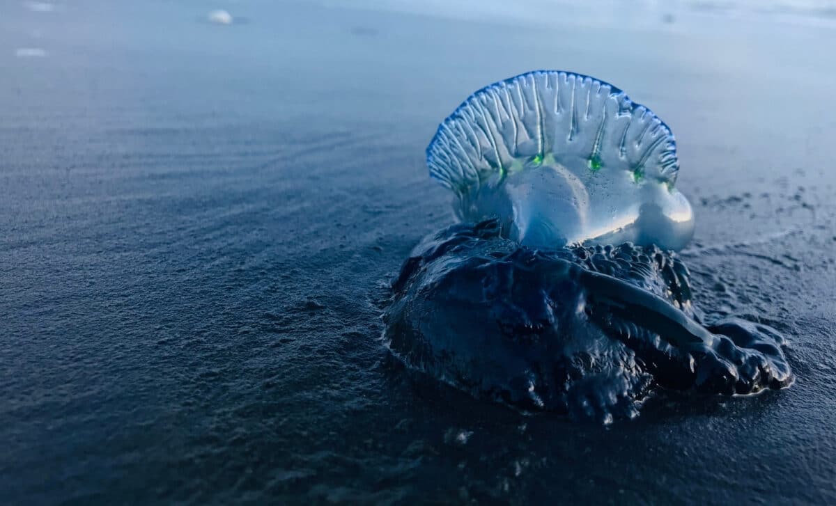 Portuguese Man O War