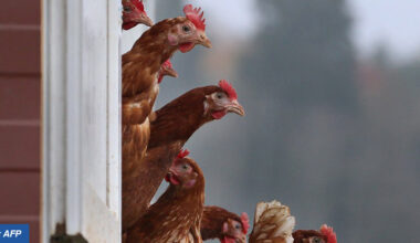 What is Newcastle disease? | Manorama Yearbook