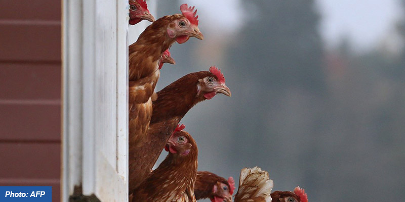 What is Newcastle disease? | Manorama Yearbook