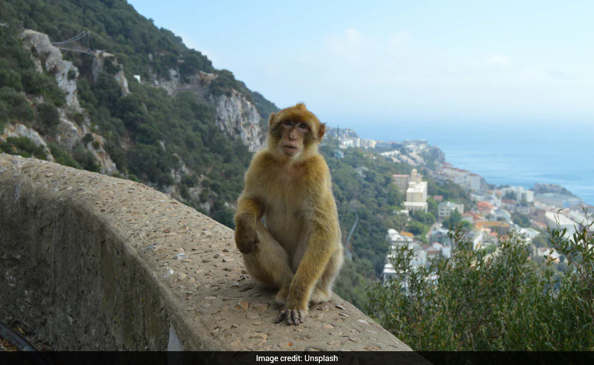 Monkeys In Gibraltar Eat Soil To Digest Junk Food Fed By Humans