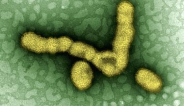 a cell with a yellow substance inside of it