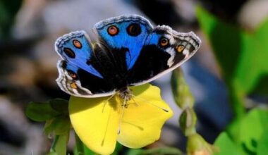 Rare blue pansy butterfly spotted in Israel as war and storms disrupt annual nationwi