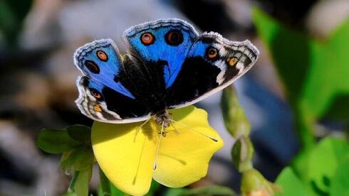 Rare blue pansy butterfly spotted in Israel as war and storms disrupt annual nationwi
