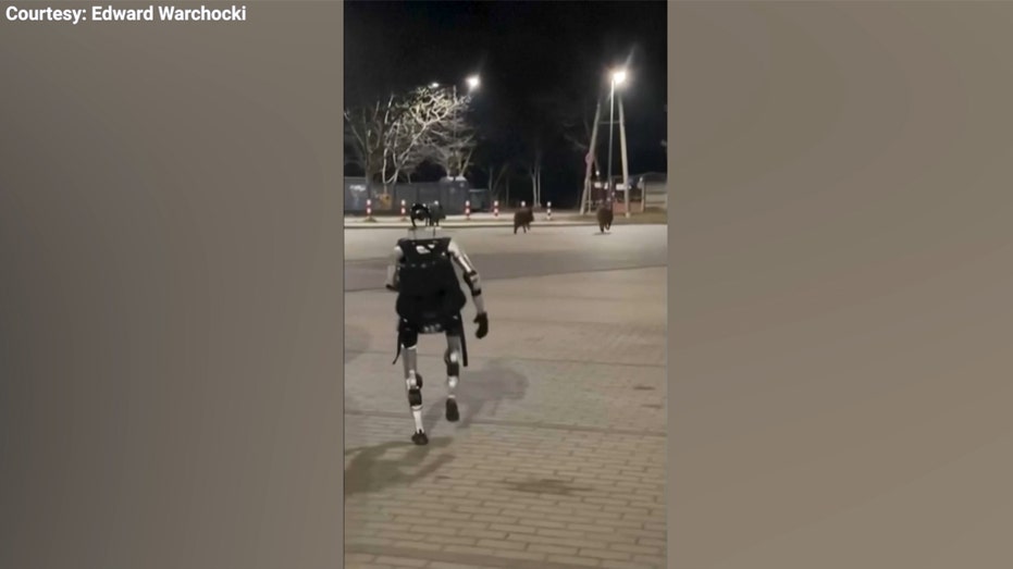 Humanoid robot chases wild boars in Warsaw video