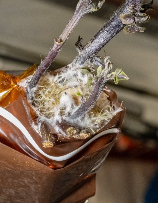 Potatoes grow sprouts while in a plastic pouch aboard the International Space Station. 