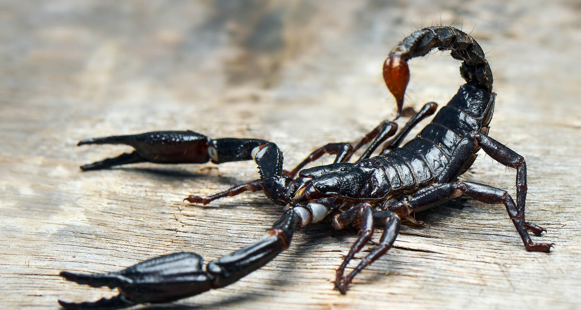 Scorpions' stingers are fortified with metals like zinc and iron