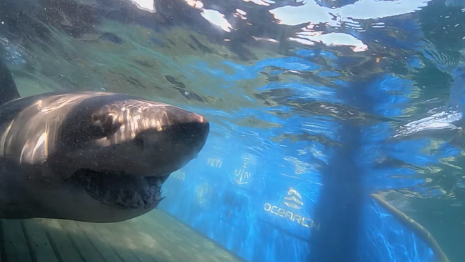 Breton swims by the camera during his tagging in Sept. 2020.