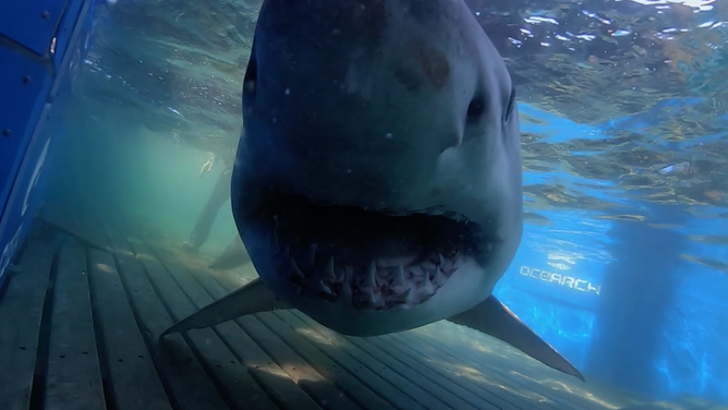 Breton the shark being released in 2020 after his evaluation and tagging.