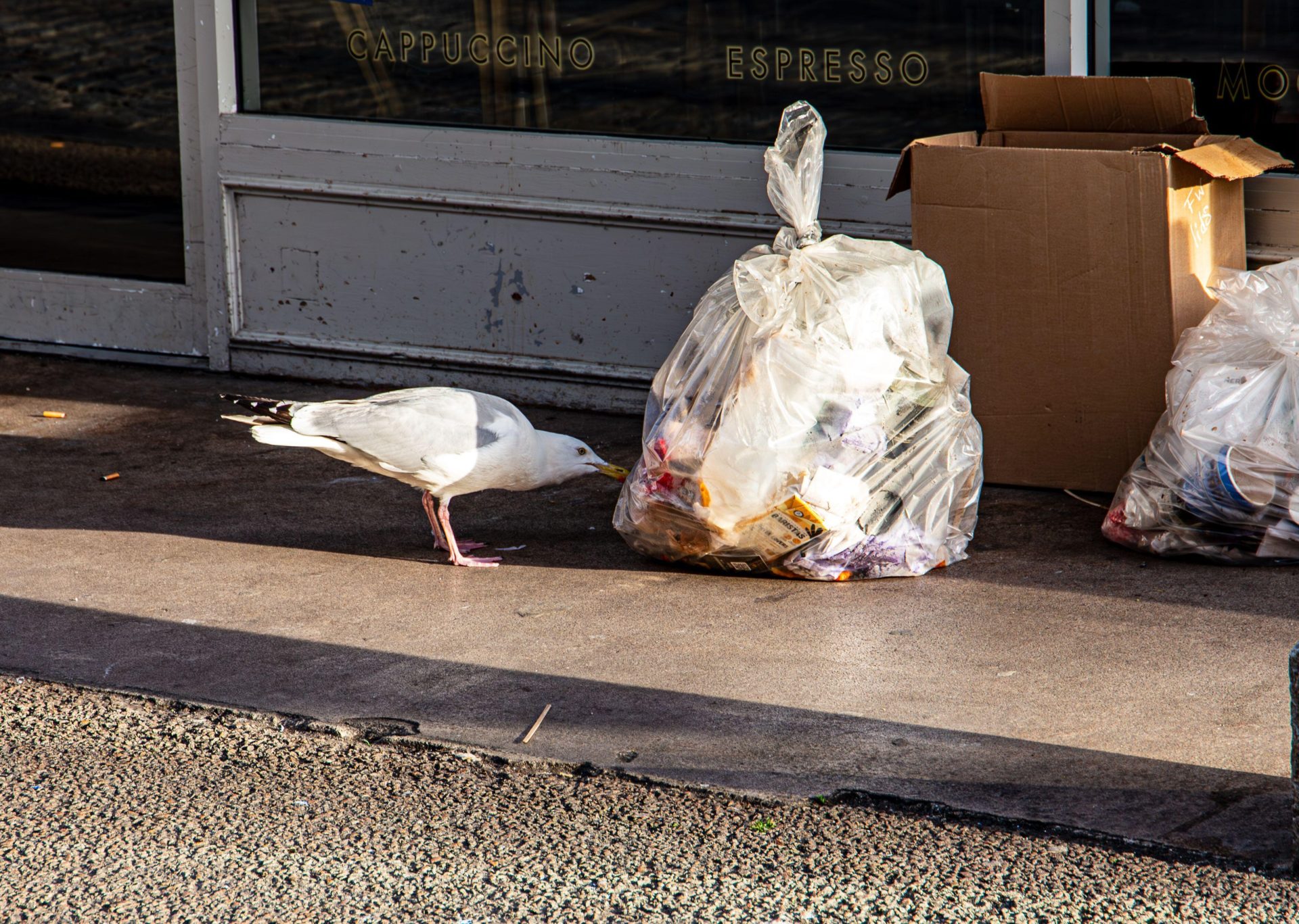 A seagull trying to get into a plastic rubbish bag, 17-9-24