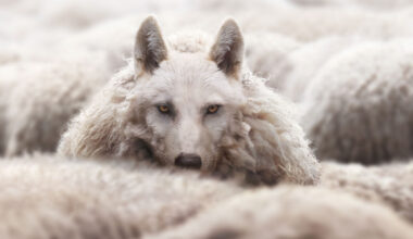 Google’s Mueller On SEO Gurus Who Are “Clueless Imposters”