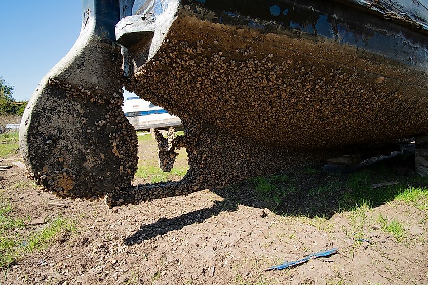 Rudder and keel encrusted with shells.