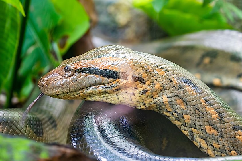 The closeup image of green anaconda (Eunectes murinus)