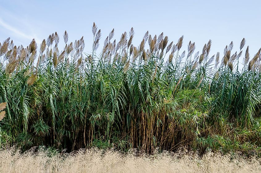 Phragmites australis, known as the common reed, is an invasive plant species in the Great Lakes.