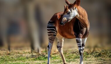 Okapi