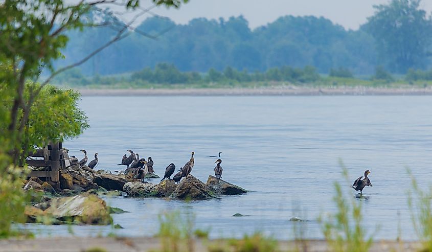 Wildlife Found on the Canadian Coast and Swamp Lands of Lake Erie.