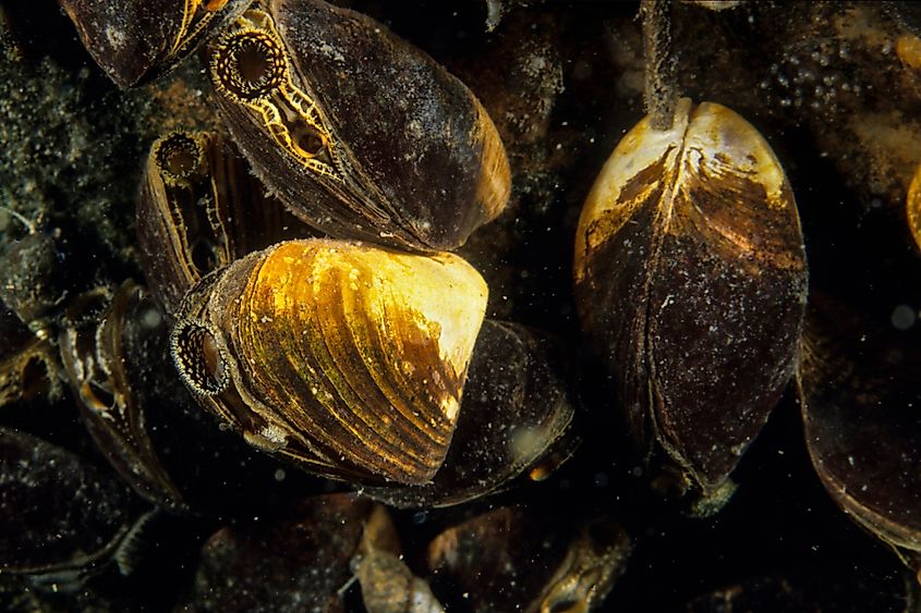 Quagga mussels are an invasive species in the St. Lawrence River and Great Lakes.