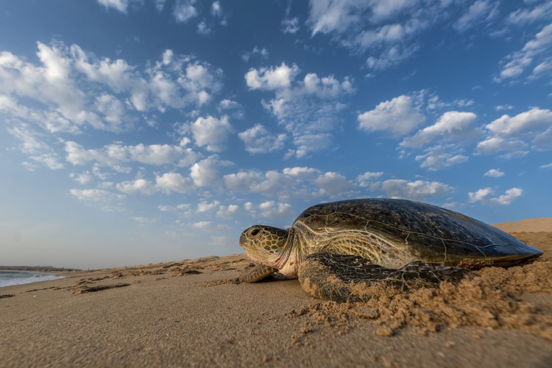 A turtle makes tracks on a beach after burying its eggs in the sand in June 2021 in the Ras al Hadd Turtle Reserve in Oman. About 10,000 green turtles make the trip on this beach every year.
