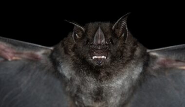 New East African bat coronavirus can enter human cells