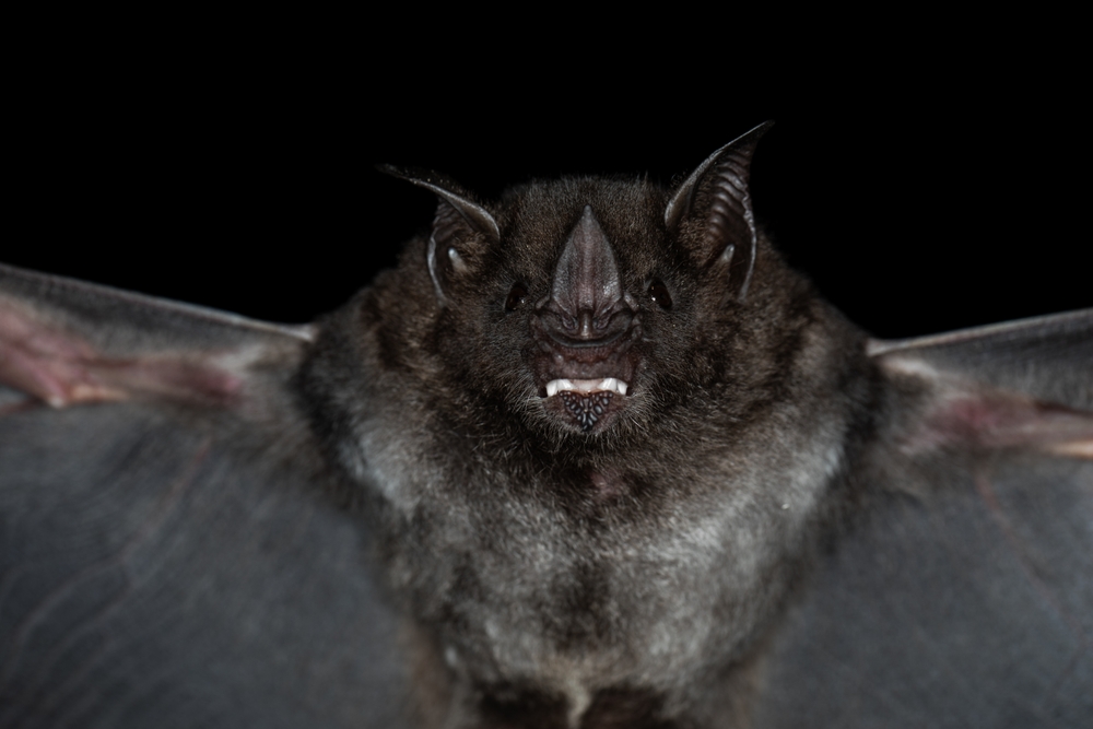 New East African bat coronavirus can enter human cells