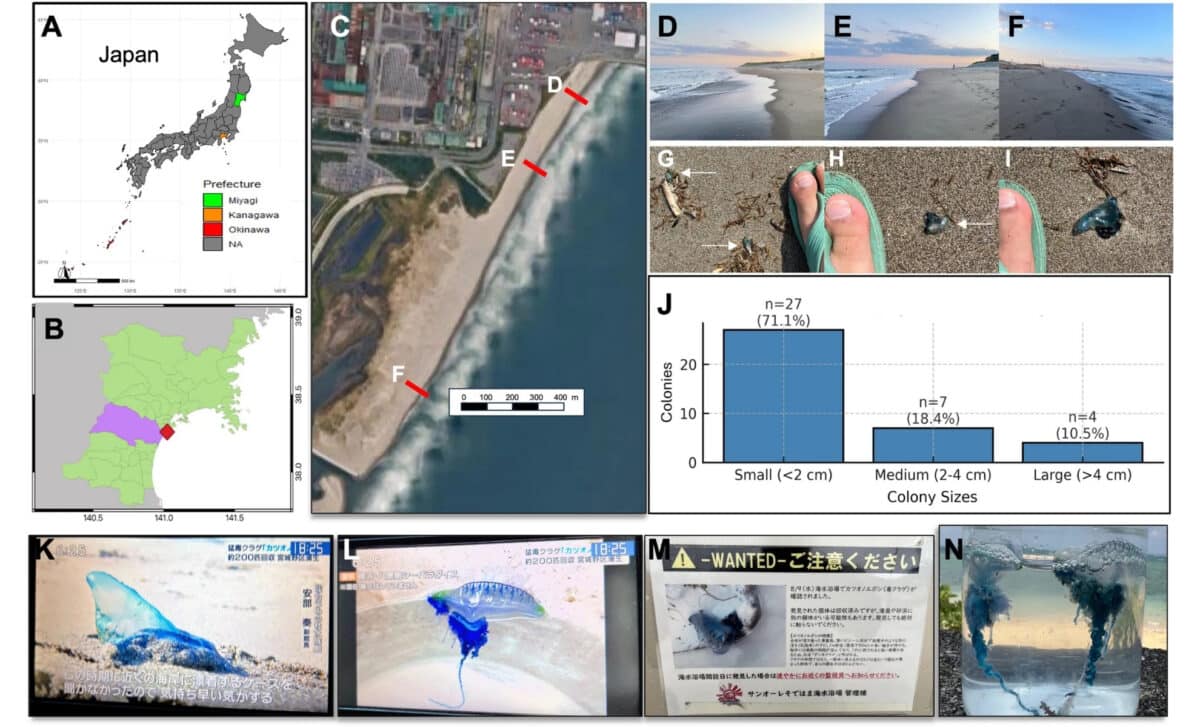 Sightings And Public Reports Of Physalia Spp. In Japan.